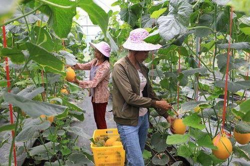 网红村长吃瓜,一场乡村美食盛宴