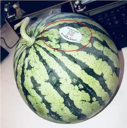 吃瓜网红青蛙,吃瓜界的“瓜王”崛起之路