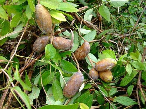 吃八月瓜的网红男生视频,一瓜解千愁，美味与颜值并存