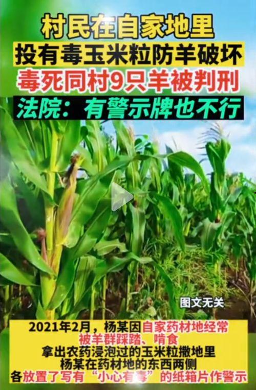 台北娜娜礼物吃瓜网,揭秘网红礼物背后的秘密
