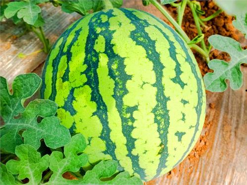 118.sx吃瓜网,揭秘娱乐圈最新热点，带你领略幕后故事