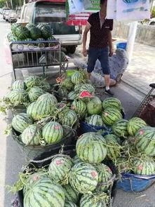 福山网红吃瓜事件,揭秘网络舆论的狂欢与反思