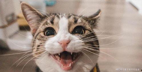 网红喵喵球吃瓜的关键词