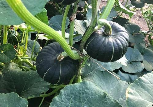 康县网红和榜一大哥吃瓜,揭秘网络红人的幕后生活