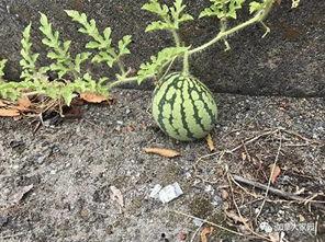 吃瓜网红照片怎么拍的