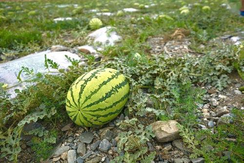 网红星野吃瓜事件,揭秘网红圈内的惊人内幕