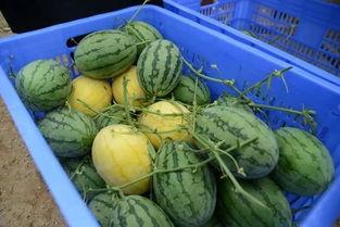 莒县网红吃瓜群微信号是什么