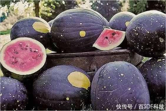 黑网料吃瓜网官分享,揭秘网络黑幕背后的真相